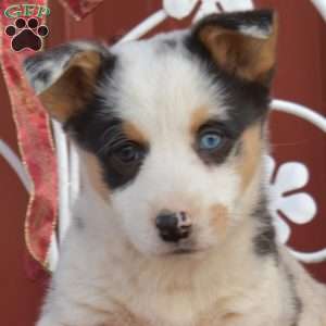Harley, Pembroke Welsh Corgi Puppy