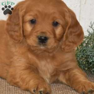 Harley, Miniature Golden Retriever Puppy