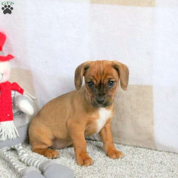 Harlow, Cavalier King Charles Mix Puppy