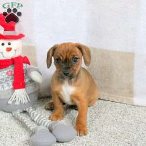 Harlow, Cavalier King Charles Mix Puppy