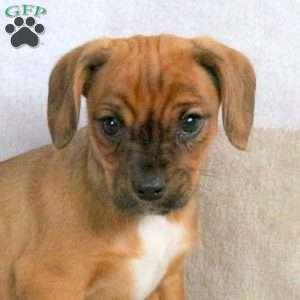 Harlow, Cavalier King Charles Mix Puppy