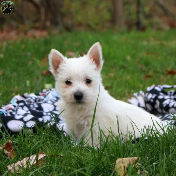 Harper, West Highland Terrier Puppy