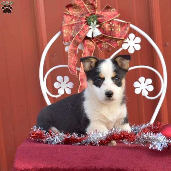 Harper, Pembroke Welsh Corgi Puppy