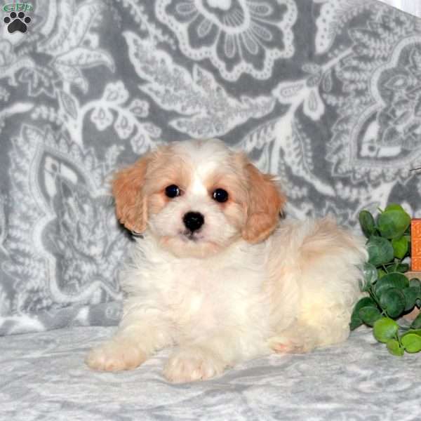 Harper, Cavachon Puppy