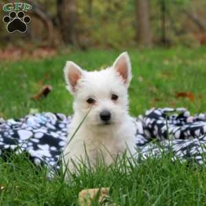 Harper, West Highland Terrier Puppy