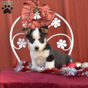 Harper, Pembroke Welsh Corgi Puppy