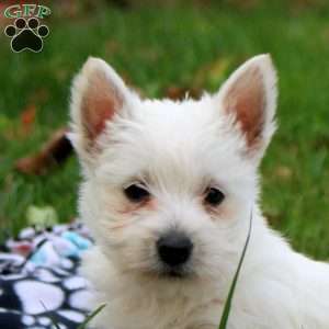 Harper, West Highland Terrier Puppy