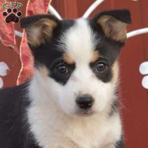 Harper, Pembroke Welsh Corgi Puppy