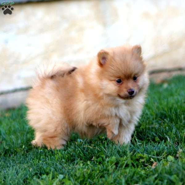 Harper, Pomeranian Puppy