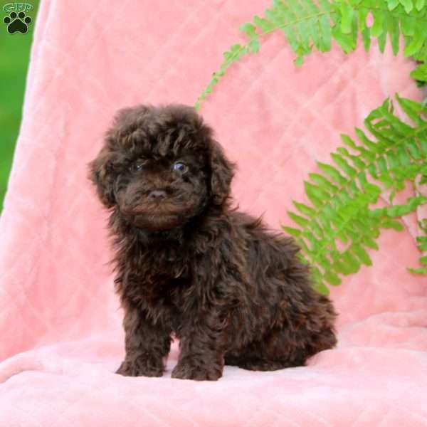 Harper, Miniature Poodle Puppy