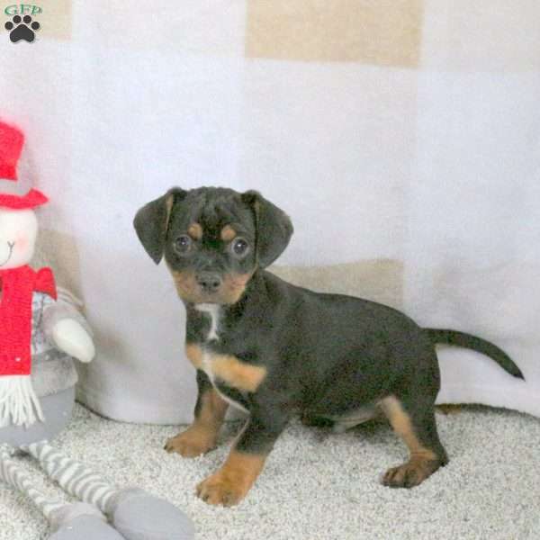 Harris, Cavalier King Charles Mix Puppy