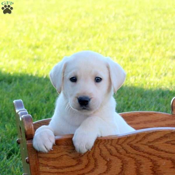 Harry, Yellow Labrador Retriever Puppy