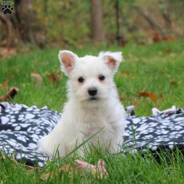 Harry, West Highland Terrier Puppy