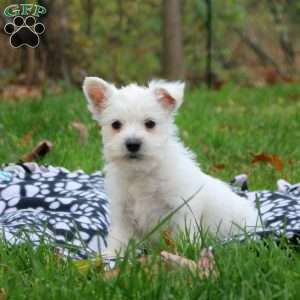 Harry, West Highland Terrier Puppy