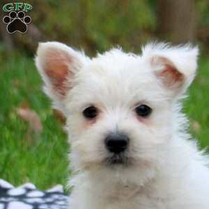 Harry, West Highland Terrier Puppy