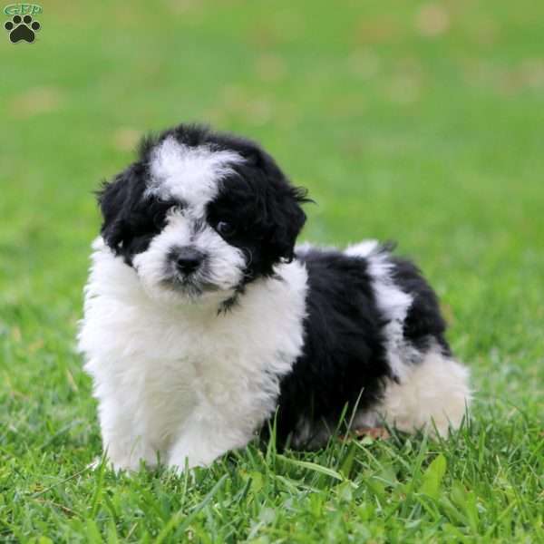 Harvey, Miniature Poodle Puppy