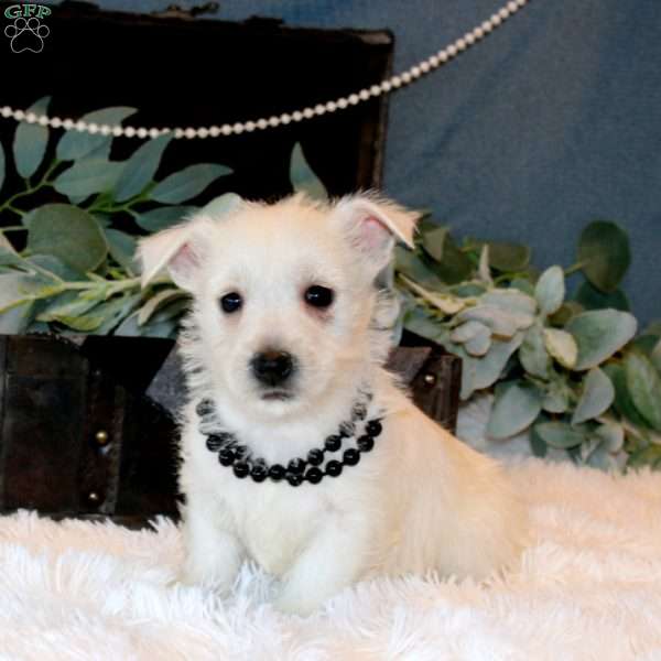 Haven, West Highland Terrier Puppy