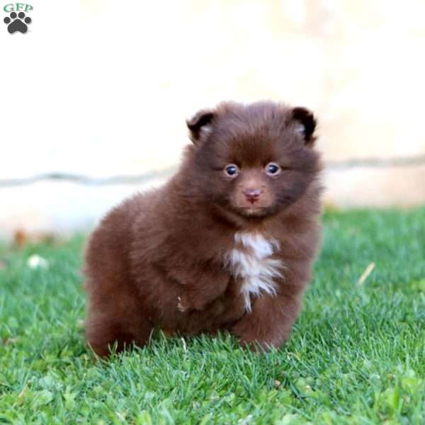 Haven, Pomeranian Puppy