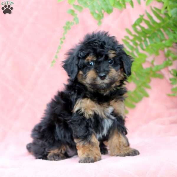 Haven, Miniature Poodle Puppy