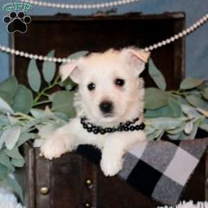 Haven, West Highland Terrier Puppy