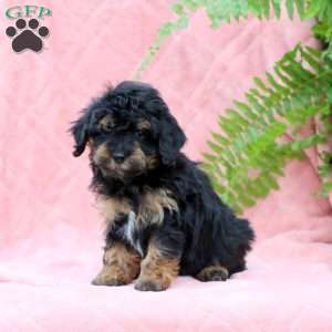Haven, Miniature Poodle Puppy