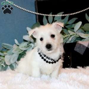 Haven, West Highland Terrier Puppy