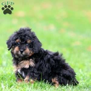 Haven, Miniature Poodle Puppy