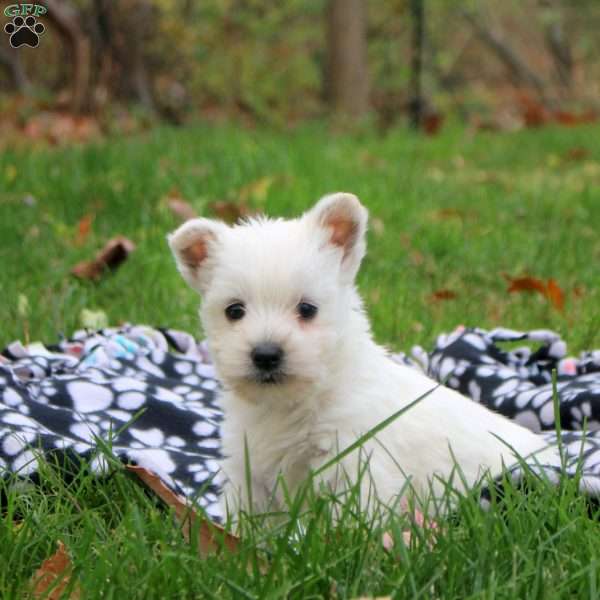 Hayes, West Highland Terrier Puppy