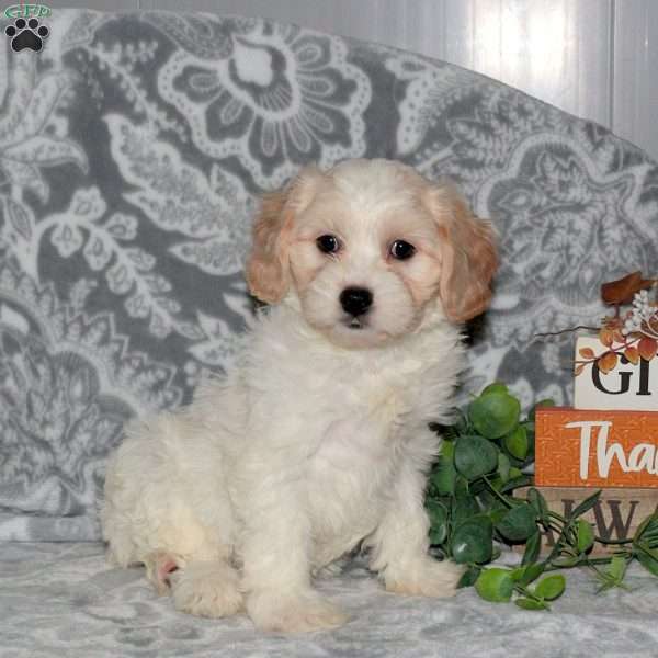 Hazel, Cavachon Puppy