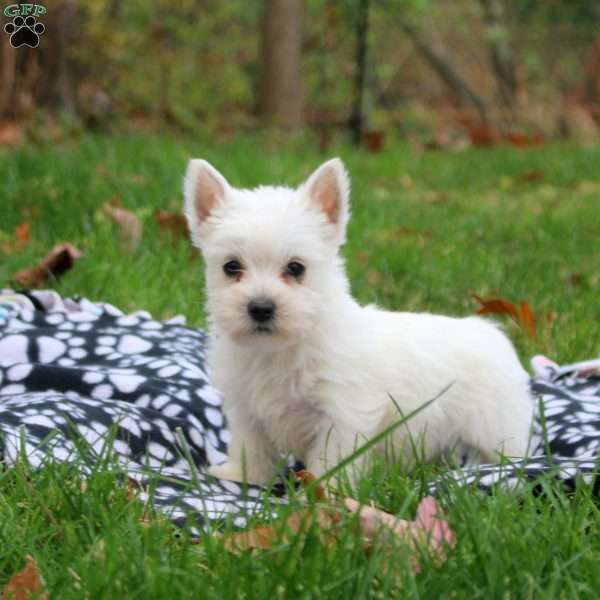 Hazel, West Highland Terrier Puppy
