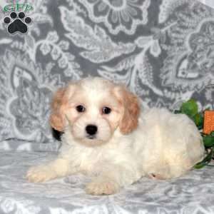 Hazel, Cavachon Puppy