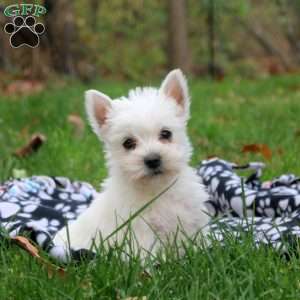 Hazel, West Highland Terrier Puppy