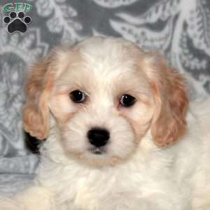 Hazel, Cavachon Puppy