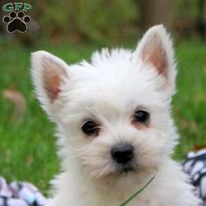 Hazel, West Highland Terrier Puppy
