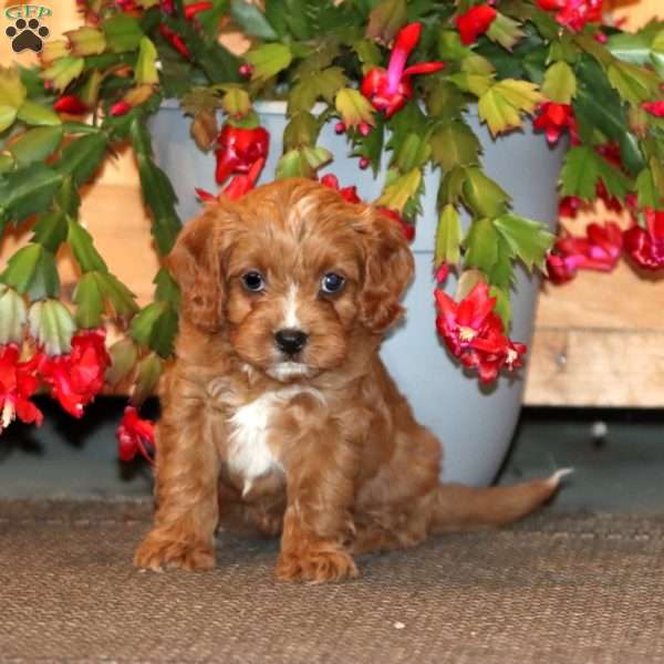 Hazel, Cavapoo Puppy