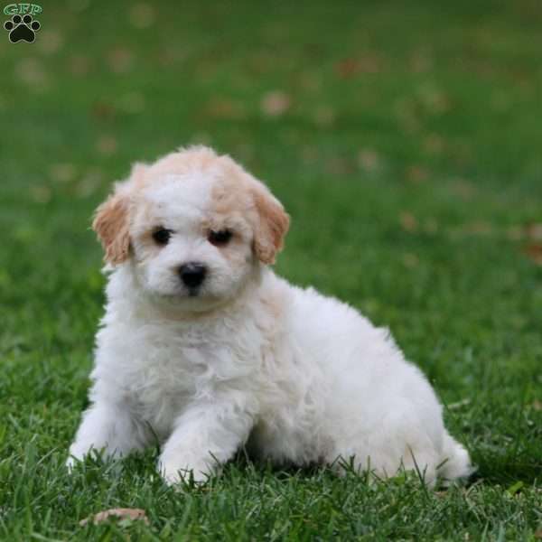 Hazel, Miniature Poodle Puppy