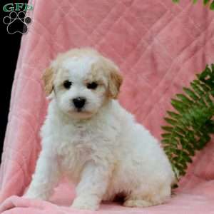 Hazel, Miniature Poodle Puppy