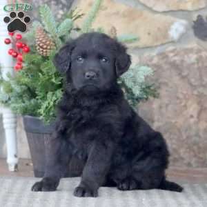 Hazel, Golden Retriever Mix Puppy