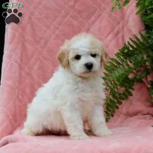 Hazel, Miniature Poodle Puppy