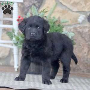 Hazel, Golden Retriever Mix Puppy