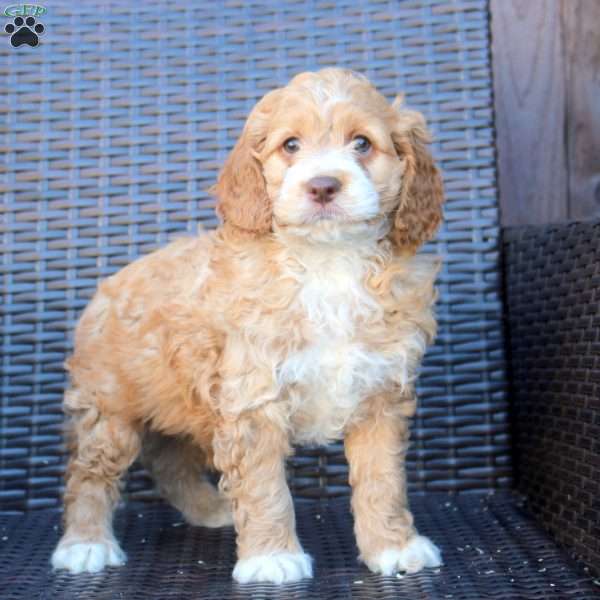 Heath, Cockapoo Puppy