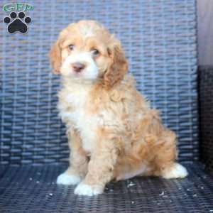 Heath, Cockapoo Puppy