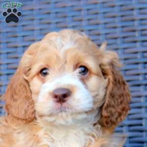 Heath, Cockapoo Puppy