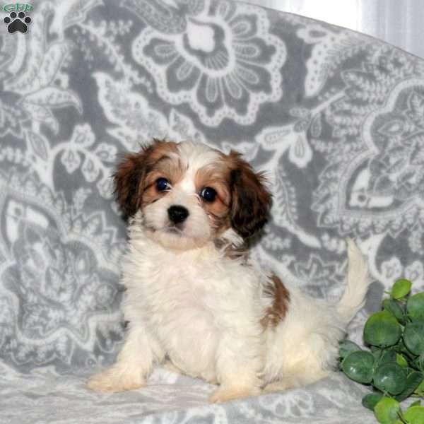 Heather, Cavachon Puppy