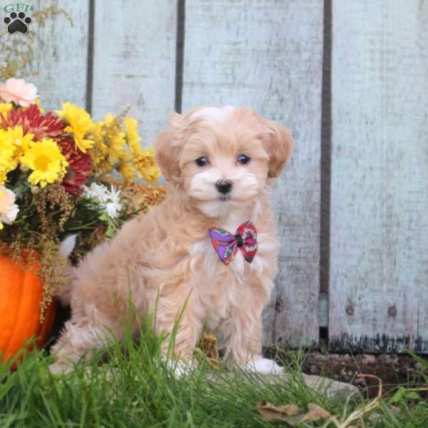 Heather, Maltipoo Puppy