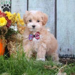 Heather, Maltipoo Puppy