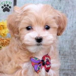 Heather, Maltipoo Puppy