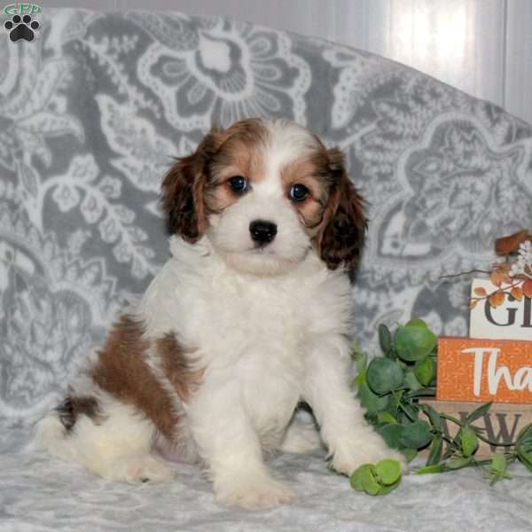 Hector, Cavachon Puppy
