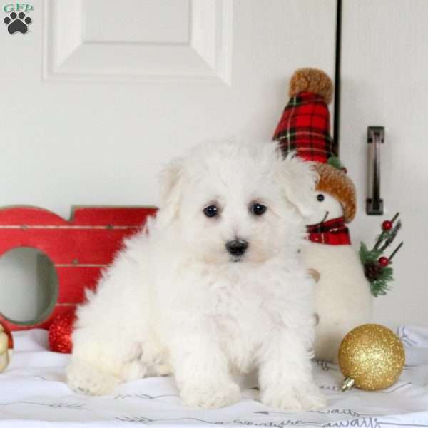 Hector, Bichon Frise Puppy