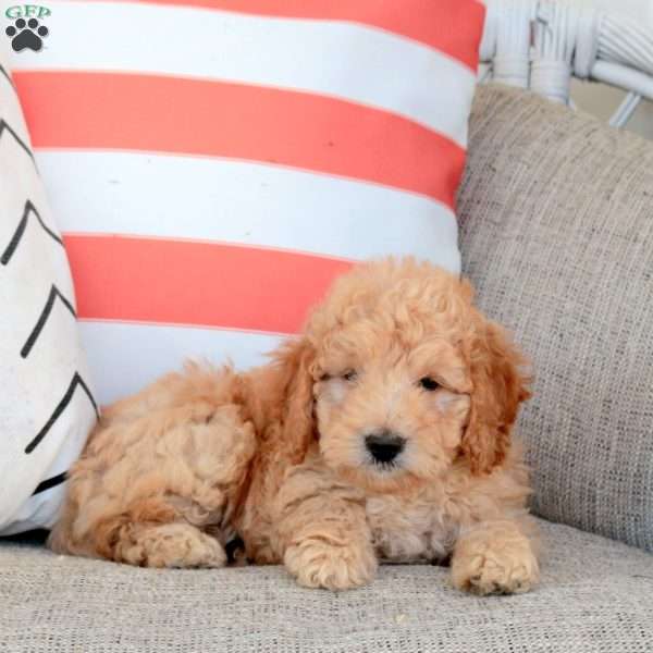 Hector, Mini Goldendoodle Puppy